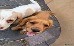 Cocker Spaniel dogs for sale: Working Coker spaniels  in Worcester - Image 23