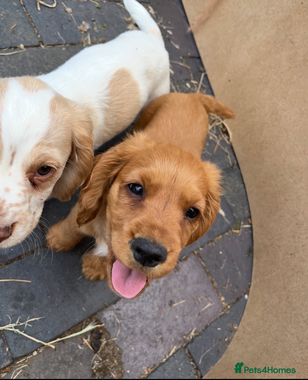 Cocker Spaniel dogs for sale: Working Coker spaniels  in Worcester - Image 23