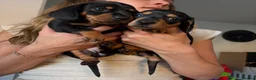 Miniature Dachshund dogs for sale: 2 miniature Black and Tan Dachshund short haired - Advert 4