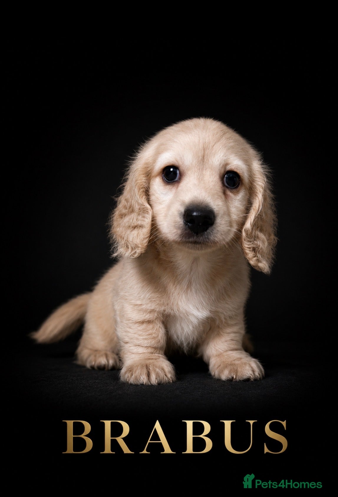 Miniature Dachshund dogs Miniature Long-Haired cream Dachshund Puppies  - Advert 6