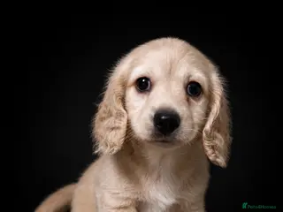 Miniature Dachshund dogs Miniature Long-Haired cream Dachshund Puppies - Advert 6