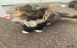 Mixed Breed cats for sale: 3 female and 1 male kitten for sale  - Image 6