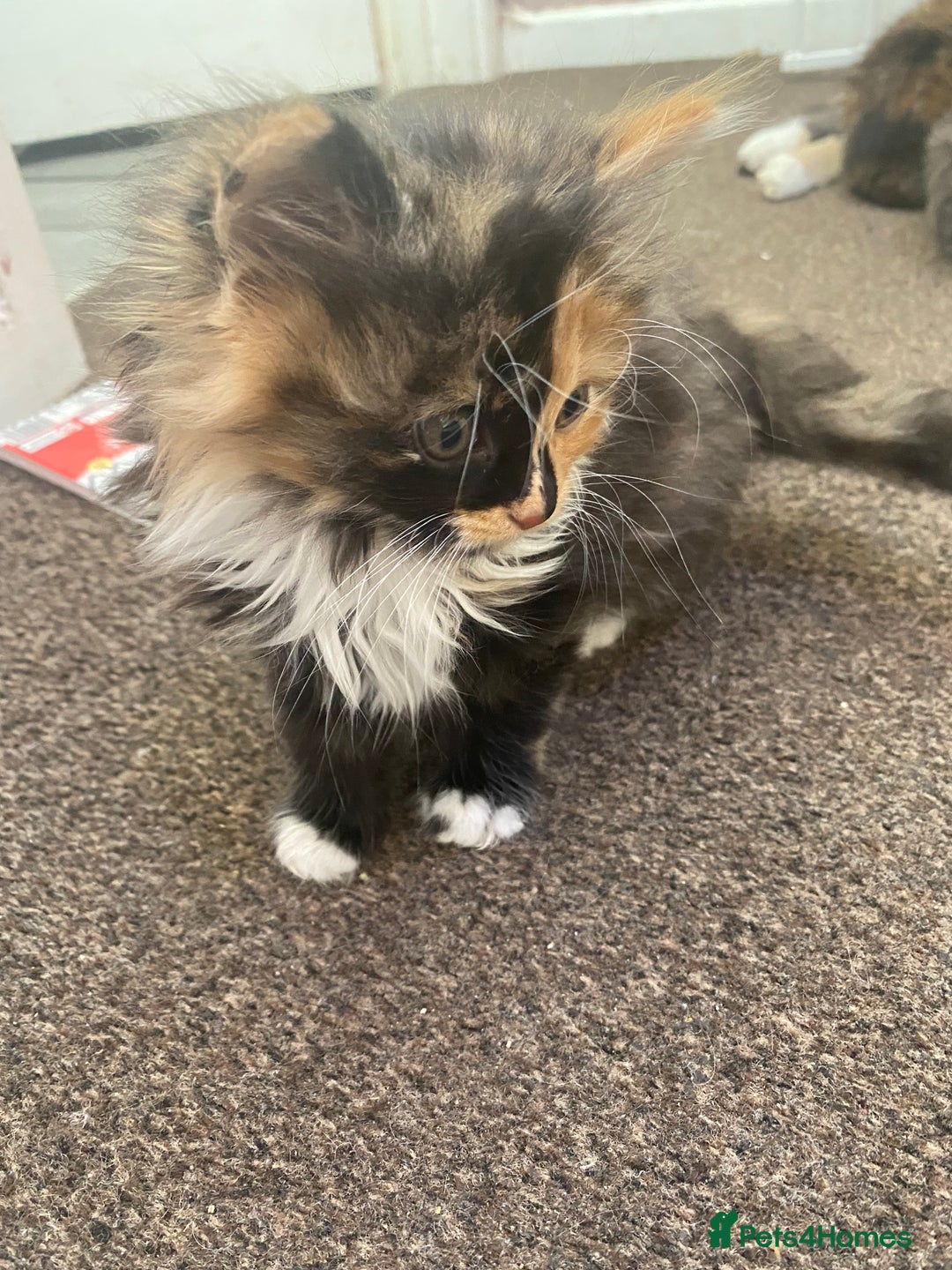 Mixed Breed cats for sale: 3 female and 1 male kitten for sale  - Image 6