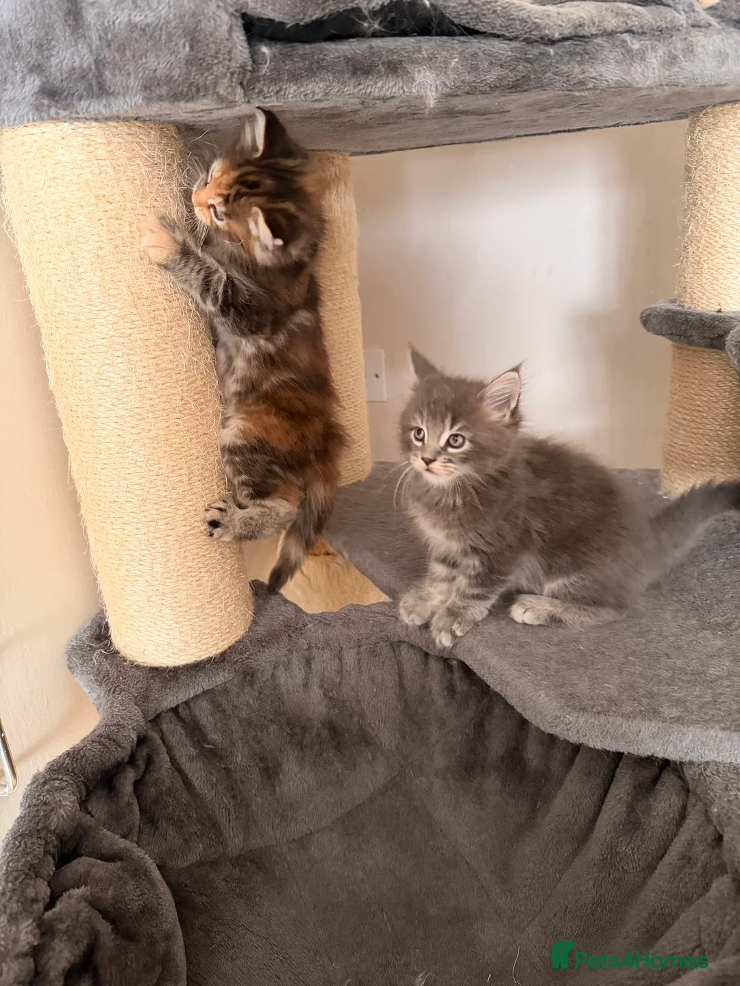 Maine Coon cats for sale: Maine coon kittens - Advert 32