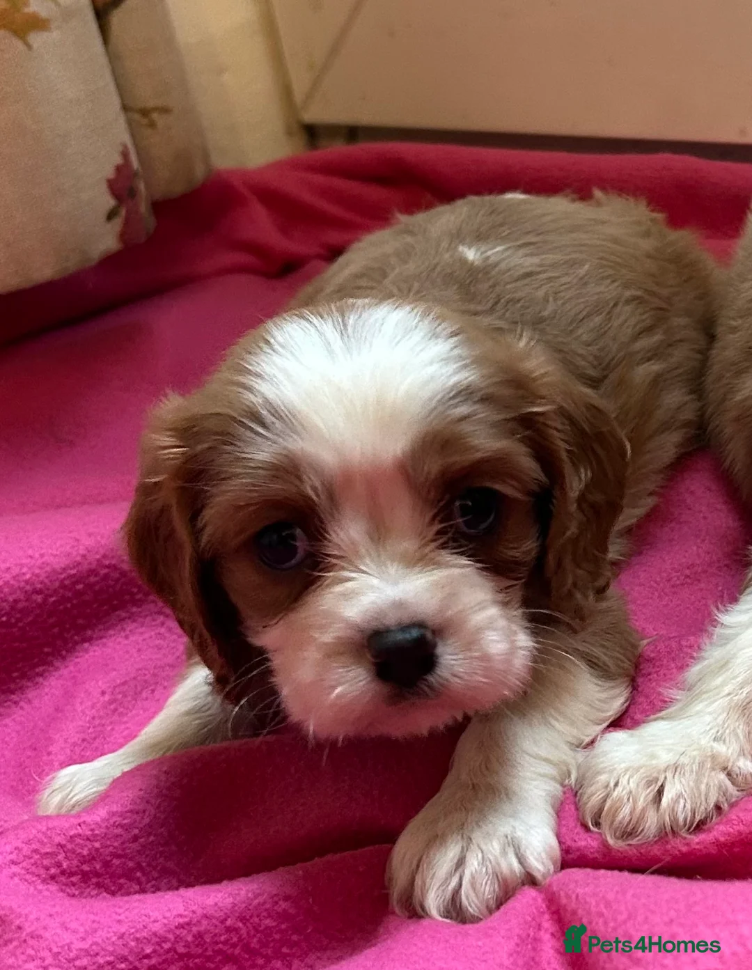 Cavalier King Charles Spaniel dogs for sale: Gorgeous Cavalier King Charles Spaniel Puppies - Advert 10