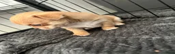 Chihuahua dogs for sale: Beautiful Chihuahua Puppies  in Falmouth - Advert 4