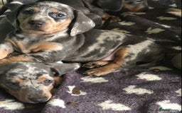 Miniature Dachshund dogs for sale: Miniature dachshund puppies  - Image 2