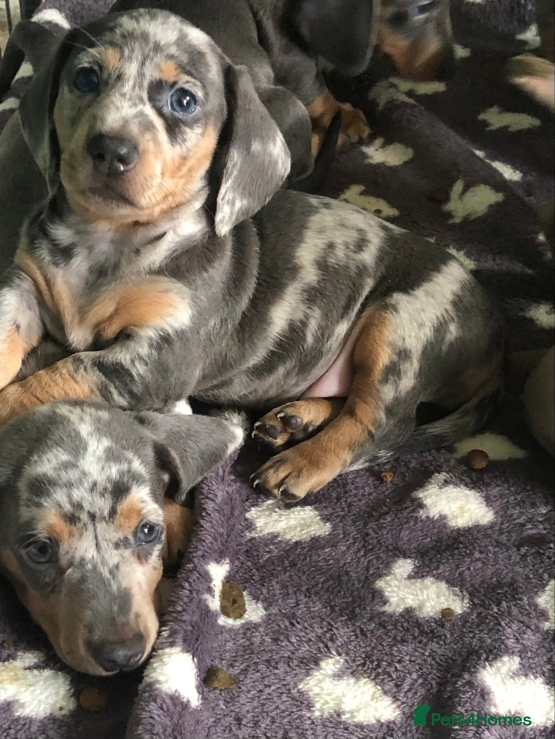 Miniature Dachshund dogs for sale: Miniature dachshund puppies  - Image 2