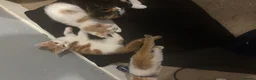 Mixed Breed cats for sale: Kittens in Tonbridge - Advert 3