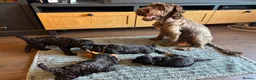 Cockapoo dogs for sale: 7 Gorgeous cockapoo Puppies  in Derby - Advert 7