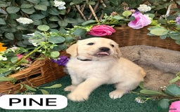 Golden Retriever dogs for sale: Stunning Golden Retriever puppies 🐾 - Image 12