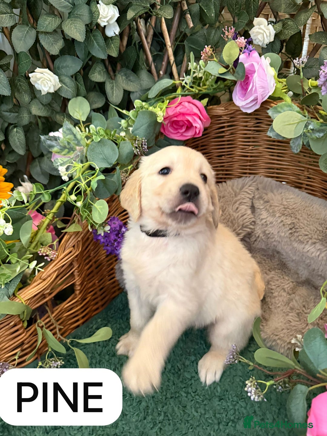 Golden Retriever dogs for sale: Stunning Golden Retriever puppies 🐾 - Image 12