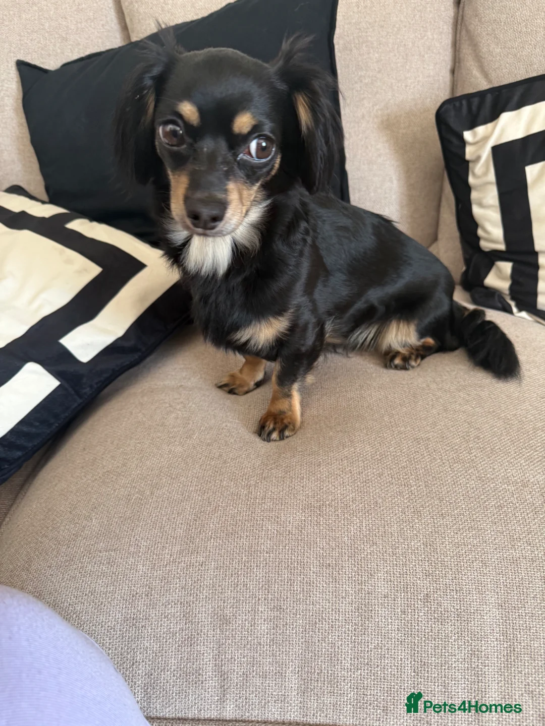 Mixed Breed dogs for sale: Chiweenie 2 year old girl in Salford - Advert 5
