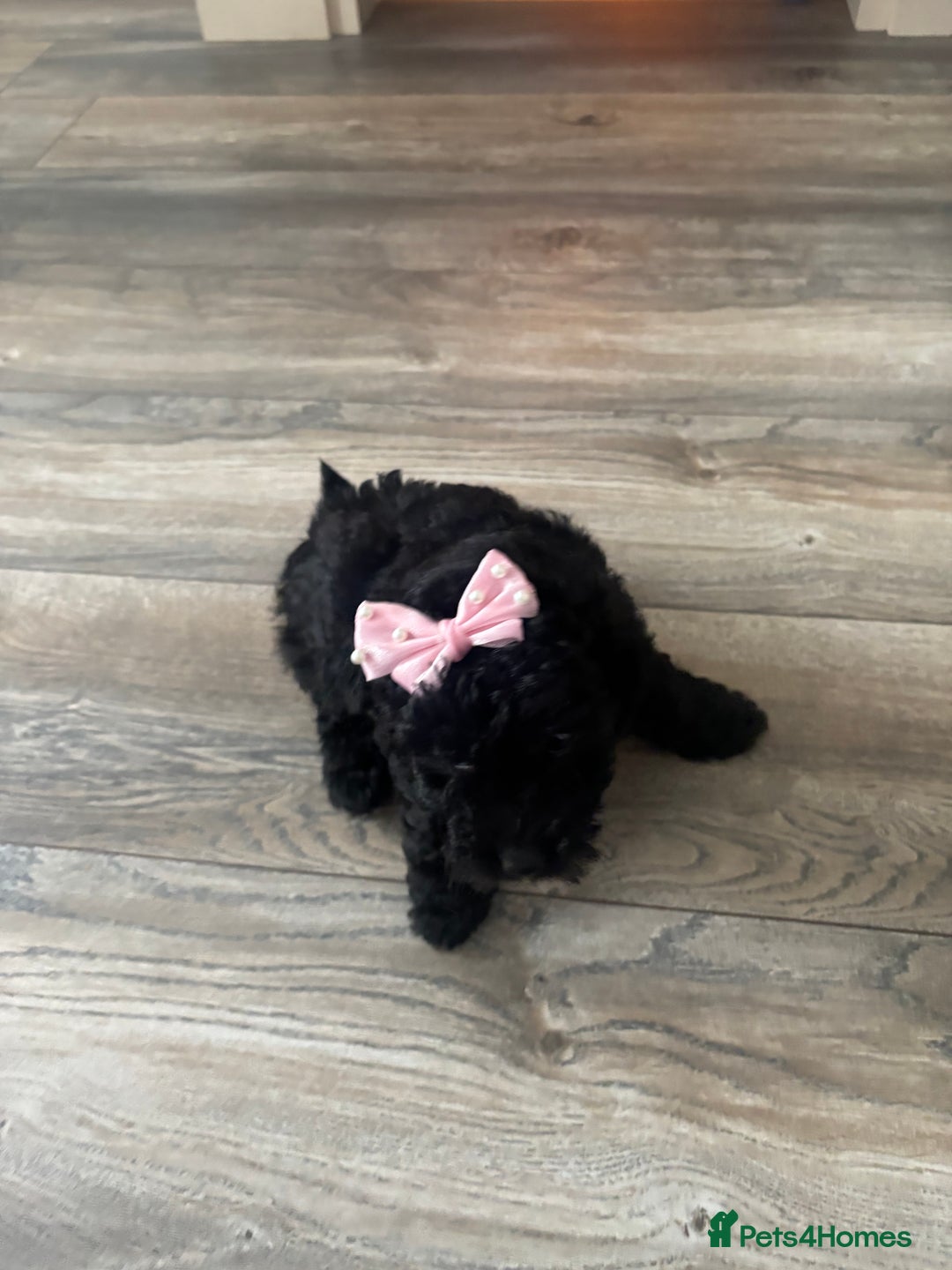 Toy Poodle dogs for sale: Stunning kc toy poodle girls  - Image 10