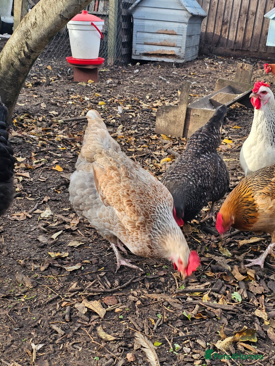 Chickens poultry for sale: Lovely Chickens for Sale –  Just Started Laying - Image 16
