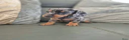 Miniature Dachshund dogs for sale: Dachshund pups - ready next week - Advert 16