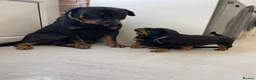 Rottweiler dogs for sale: ROTTWEILER PUPPIES "ready to go" - Advert 7
