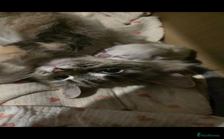 Ragdoll cats - Advert 15