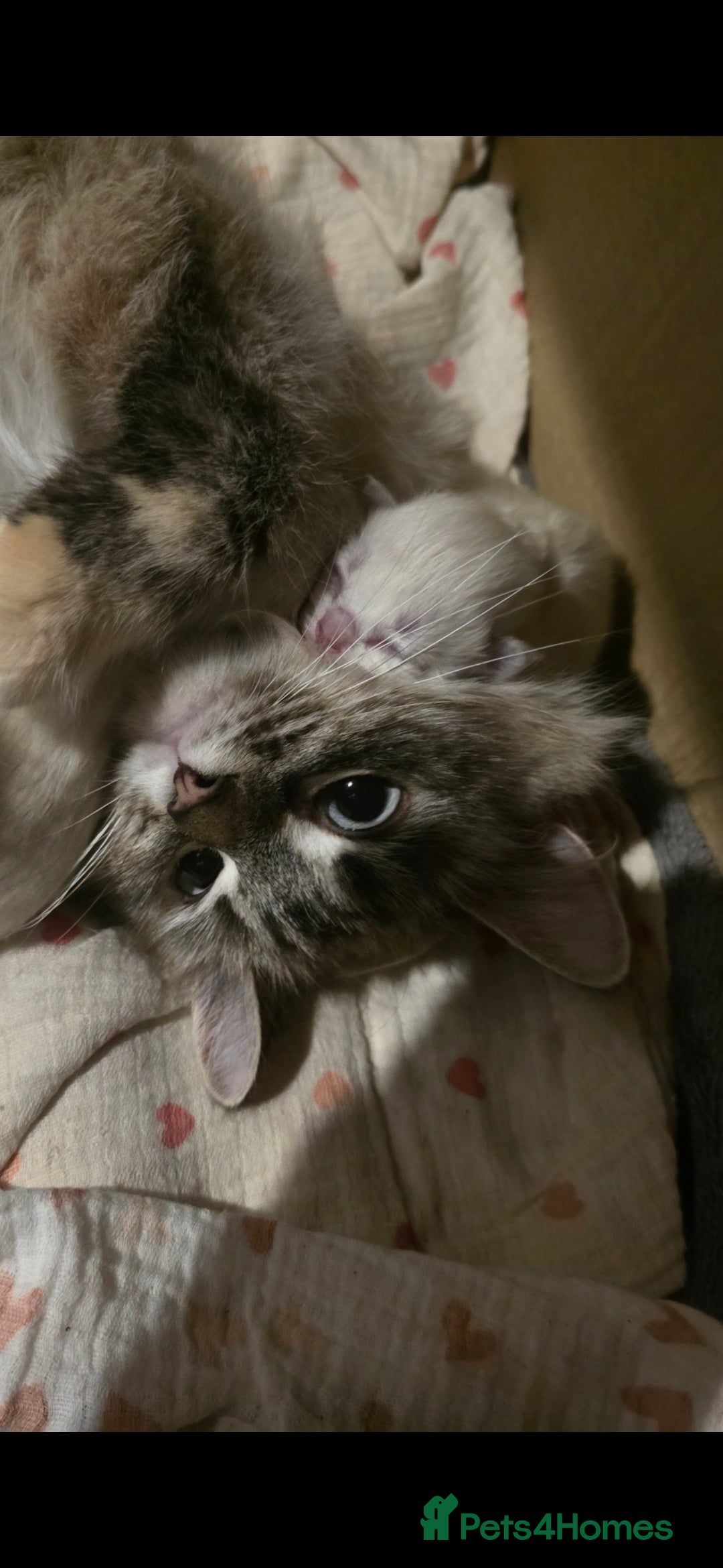 Ragdoll cats for sale: 🐾 BORN 23RD OCTOBER 🐾 - Image 1