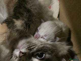 Ragdoll cats - Advert 6