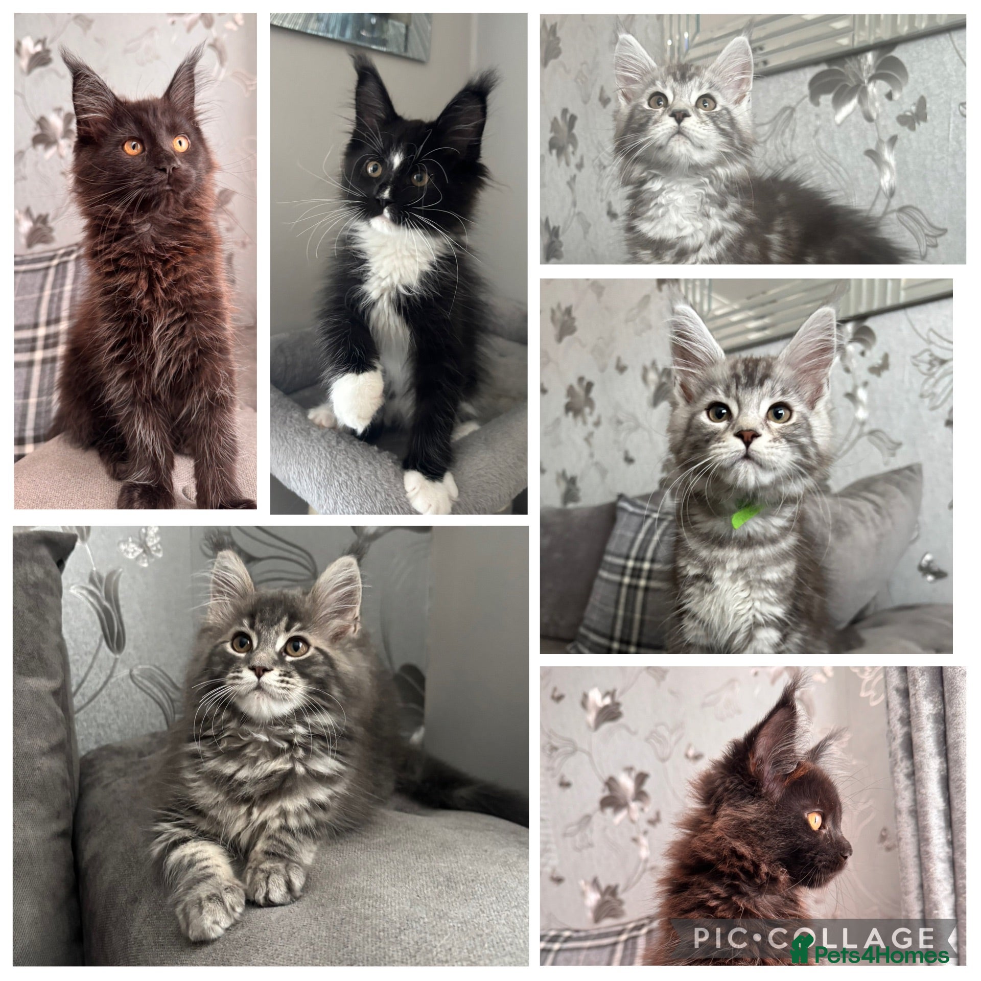 Maine Coon cats AMAZING TICA REG HEALTH TESTED MAINE COON KITTENS  - Advert 1