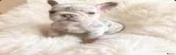 French Bulldog dogs for sale: Stunning Quality French Bulldog Puppies  - Advert 2