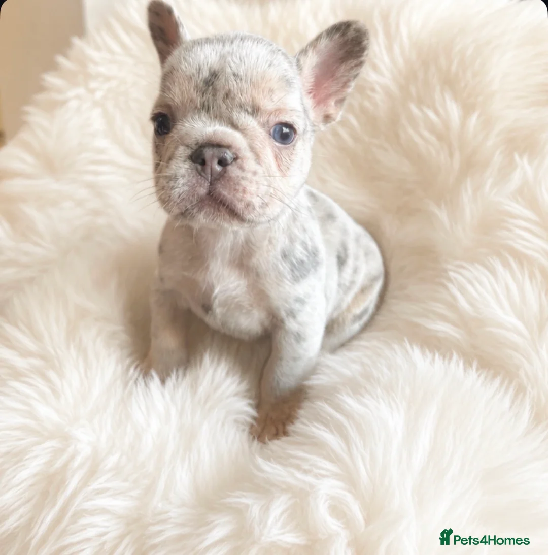 French Bulldog dogs for sale: Stunning Quality French Bulldog Puppies  - Advert 2