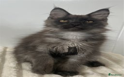 Maine Coon cats for sale: TICA Maine Coon boy male black smoke XXL  - Image 1