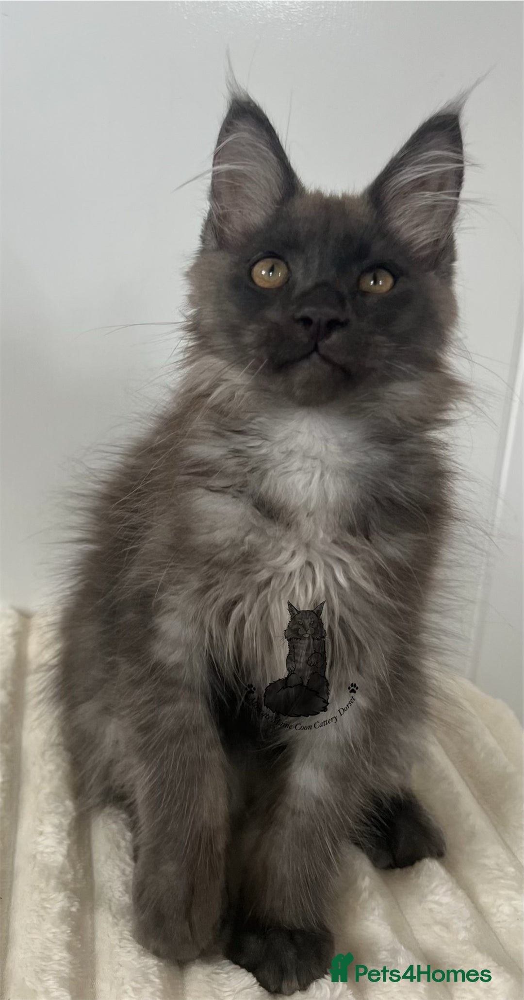 Maine Coon cats for sale: TICA Maine Coon boy male black smoke XXL  - Image 1