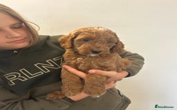 Cockapoo dogs for sale: F1b cockapoo puppies - Image 8