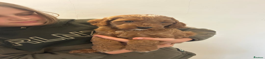 Cockapoo Puppy 1