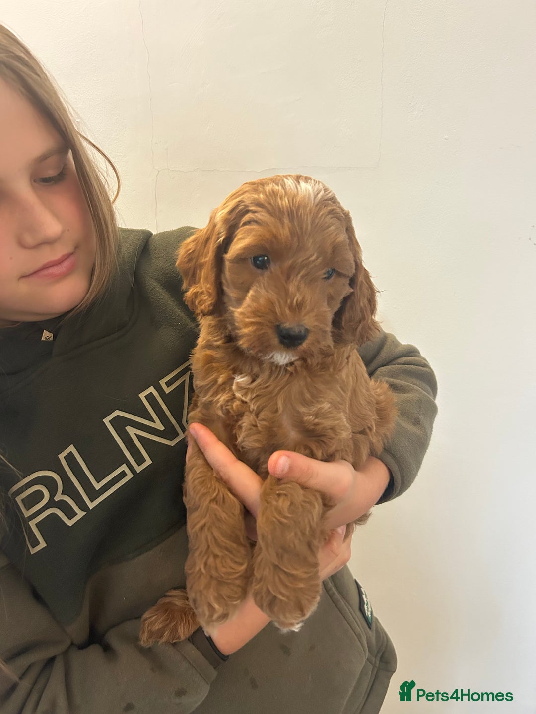 Cockapoo dogs for sale: F1b cockapoo puppies - Image 8