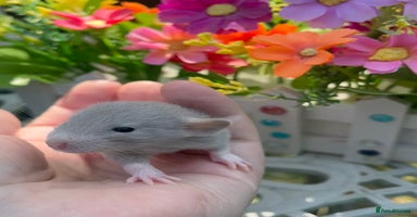 Rat rodents - Advert 8