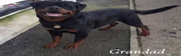 Rottweiler dogs for sale: KC Registered Rottweiler Puppies - Advert 16