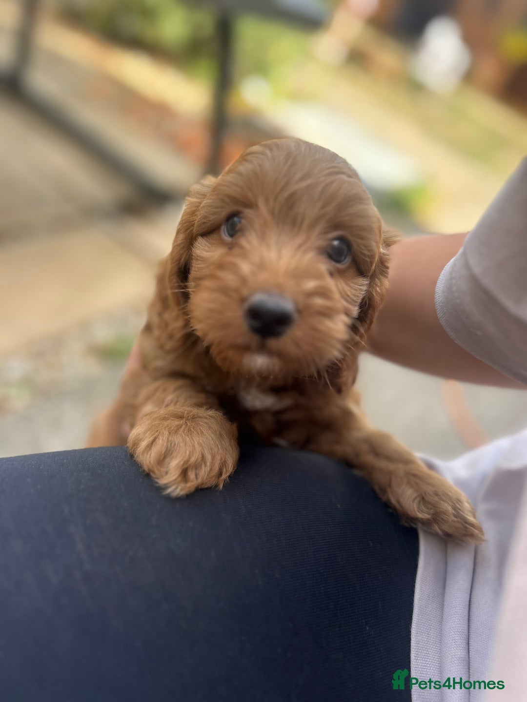 Cockapoo dogs for sale: 1 BOY LEFT! cockapoo F1b, PRA tested - Image 10