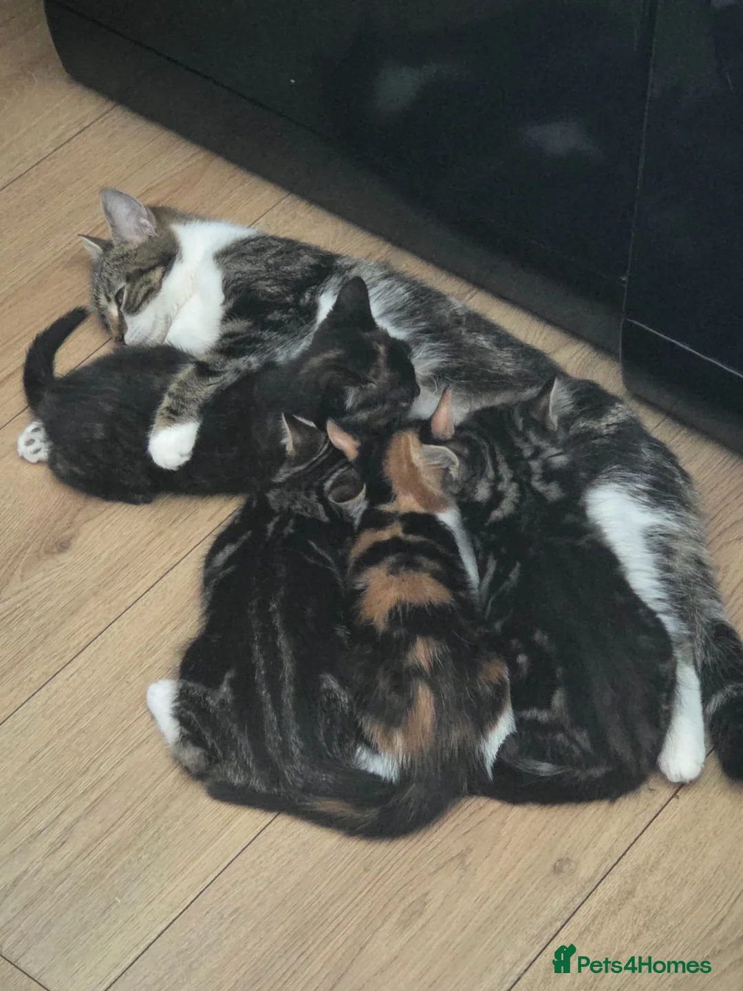 Mixed Breed cats for sale: 9 wk kittens in Sheffield - Advert 1