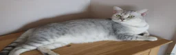 British Shorthair cats for sale: Beautiful female British Shorthair  - Advert 3
