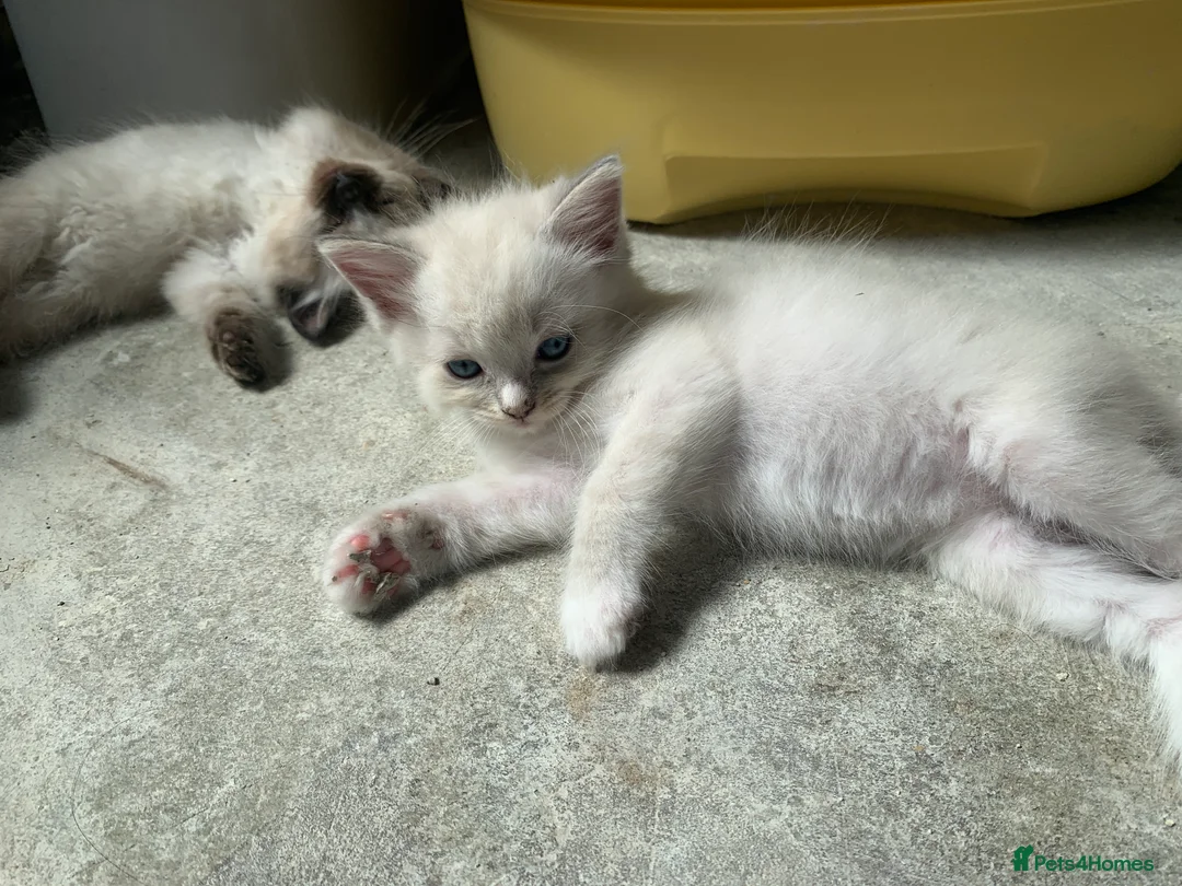 Ragdoll cats for sale: Adorable Pedigree Ragdoll Kittens  - Advert 2