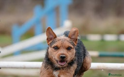 Patterjack dogs for stud: Jack Russell cross Patterdale for stud - Image 18