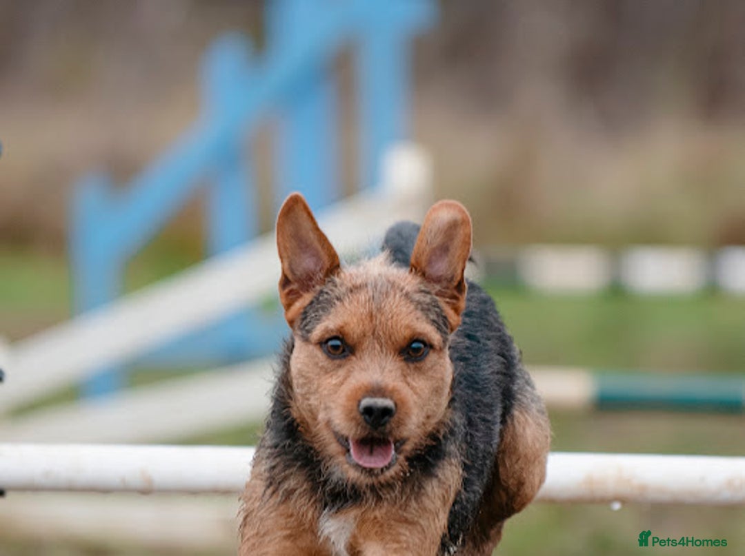 Patterjack dogs for stud: Jack Russell cross Patterdale for stud - Image 18