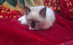 Ragdoll cats for sale: LAST ONE - female seal point mitted Ragdoll kitten - Image 7
