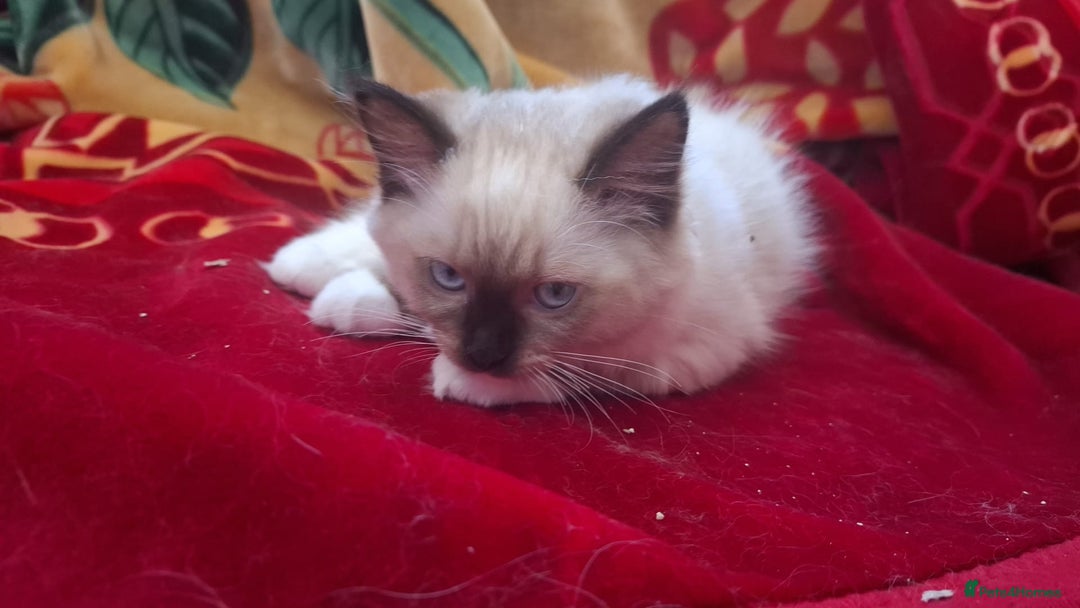 Ragdoll cats for sale: LAST ONE - female seal point mitted Ragdoll kitten - Image 7