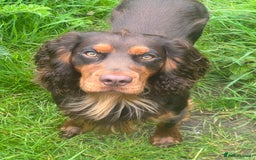 Cocker Spaniel dogs for stud: 🐾 Proven Stud - Healthy Working Cocker Spaniel 🐾 - Image 10
