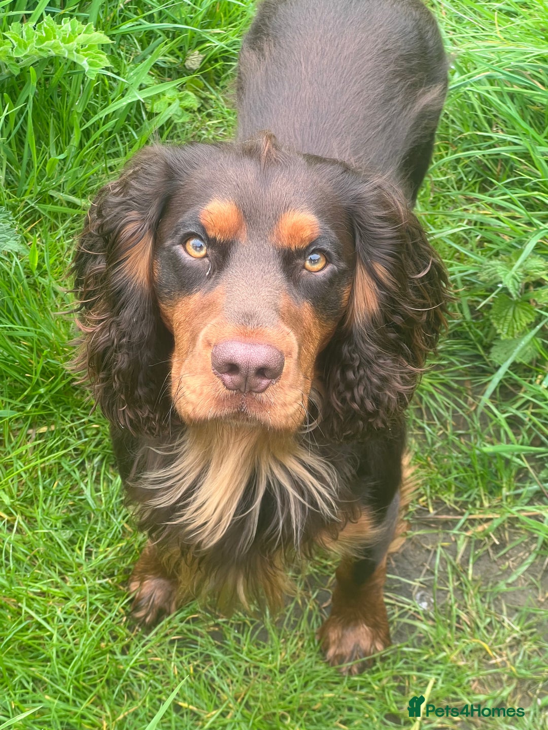 Cocker Spaniel dogs for stud: 🐾 Proven Stud - Healthy Working Cocker Spaniel 🐾 - Image 10