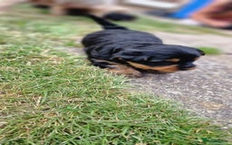 Yorkshire Terrier dogs for sale: 💖 Stunning Yorkshire Terrier Puppies in Derby - Image 14
