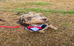 Miniature Poodle dogs for stud: Gorgeous Chocolate Merle Proven Stud in Mansfield - Image 9