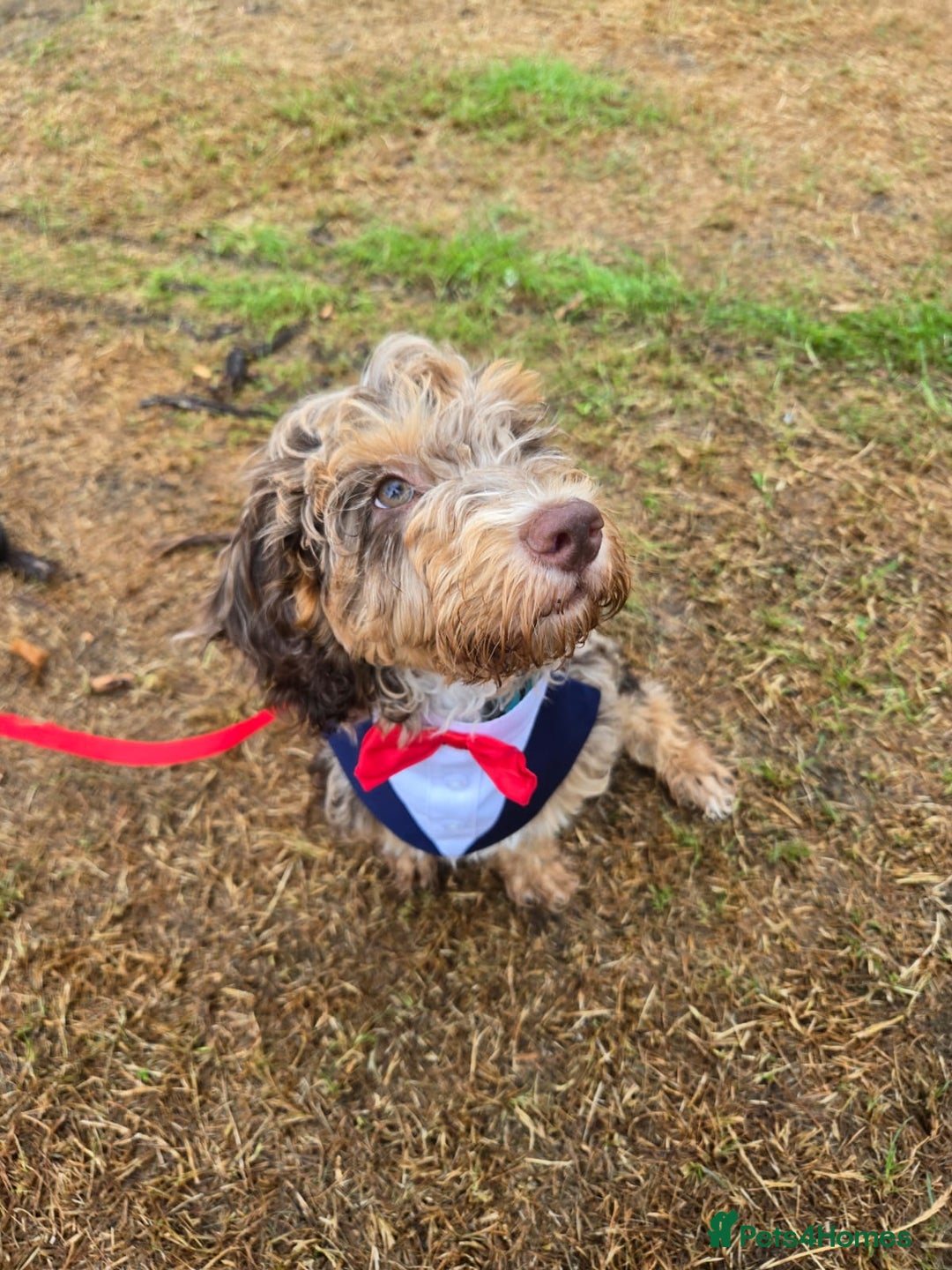Miniature Poodle dogs for stud: Gorgeous Chocolate Merle Proven Stud in Mansfield - Image 9
