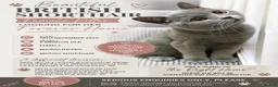 British Shorthair cats for sale: Miss dilan karakas in Brentwood - Advert 3