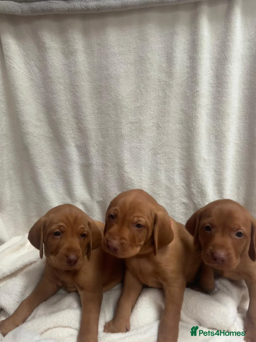 Hungarian Vizsla dogs for sale: Hookside Hungarian Viszla Puppies - Advert 19
