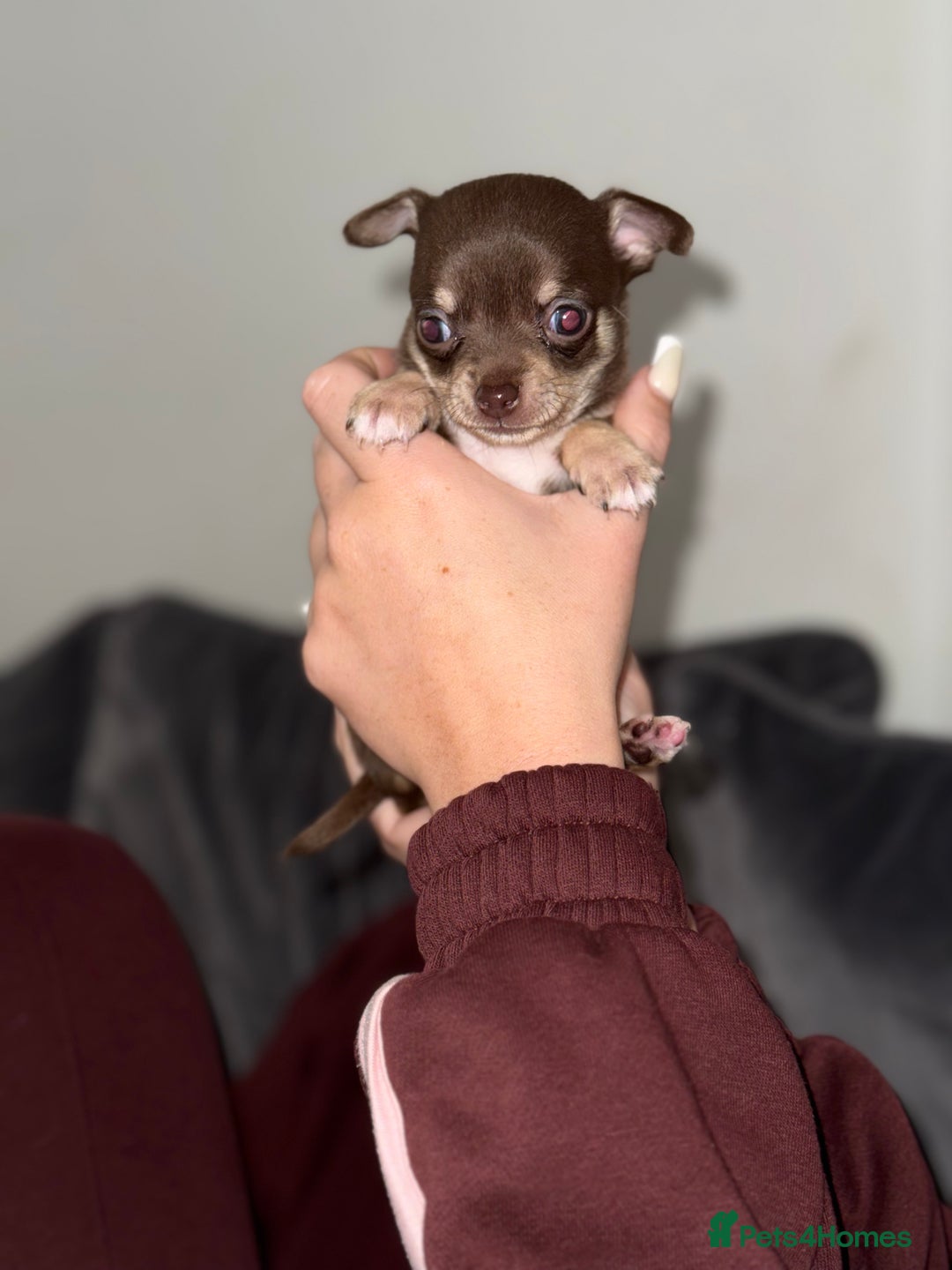 Chihuahua dogs for sale: Chihuahua puppies! - Advert 8